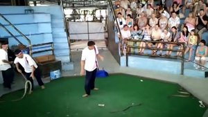 Прыгающие змеи