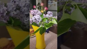 Как продлить жизнь сирени