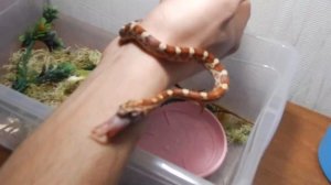 Кормление маленького полоза