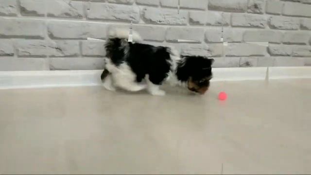 Бивер-йорк, щенок играет смотреть онлайн