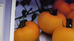 "ДЖАЛО САНТА" - САМЫЙ СЛАДКИЙ ТОМАТ! Ольга Чернова.