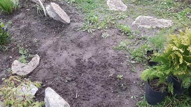 Туя восточная Ауреа Нана - посадка.