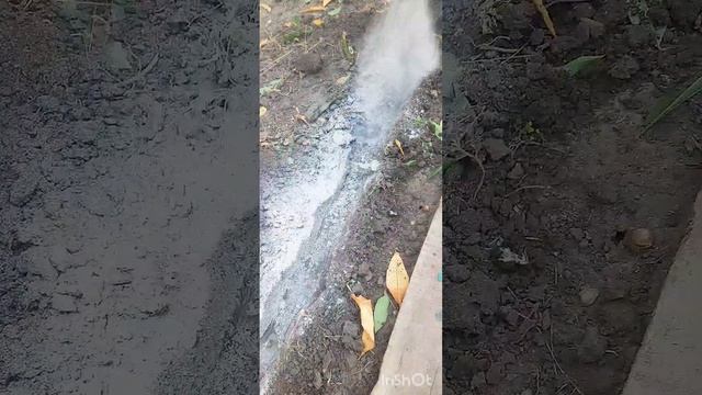 Посадка тюльпанов в открытый грунт...? Когда и Как? смотреть онлайн