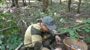 МОЩНАЯ ГРИБАЛКА, БЕЛЫЕ ГРИБЫ ЕЩЁ ЕСТЬ, ПОДМОСКОВЬЕ, КОНЕЦ ИЮЛЯ 2020