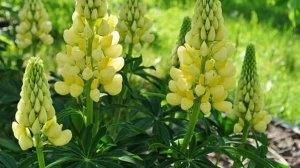 Как вырастить из маленьких семян красивые Люпины, когда сажать на рассаду