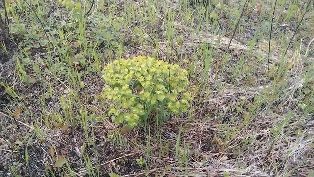 Ядовитое,но очень полезное лекарственное растение