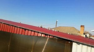 скрестили две породы голубей( бойная порода)