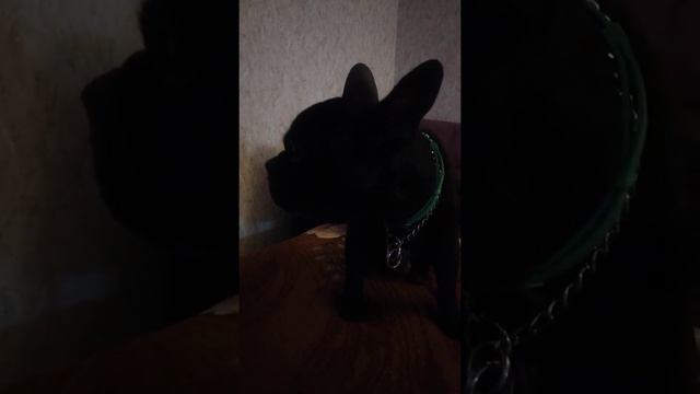 ФРАНЦУЗСКИЙ БУЛЬДОГ ЖУЛЬ РАЗГОВАРИВАЕТ