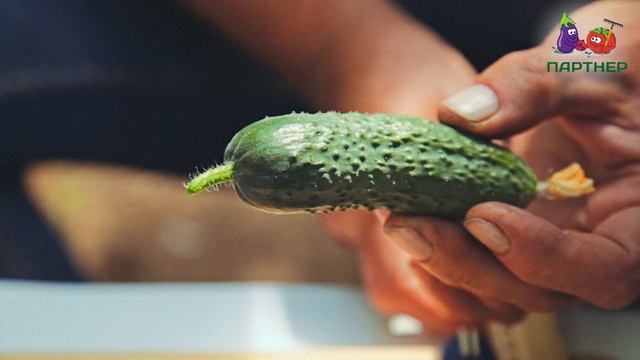 Очень вкусный и урожайный огурец Фурор F1 смотреть онлайн