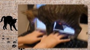 Про кота. Ролик на песню Вячеслава Мясникова.