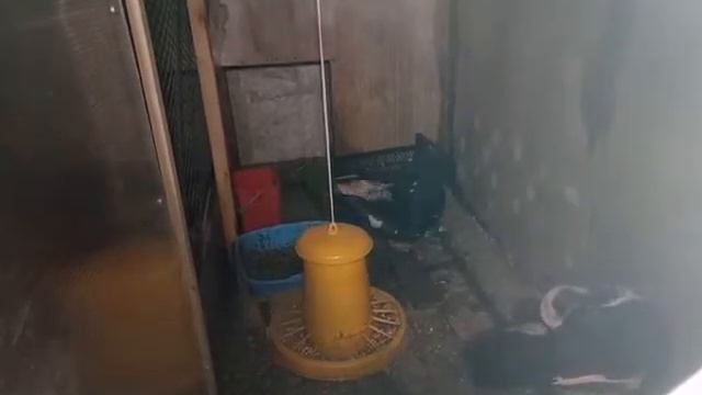 Когда заводишь птицу, то интересно все. Селезень умывается. смотреть онлайн