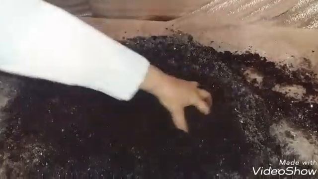 Выращивание шампиньонов 1 часть смотреть онлайн