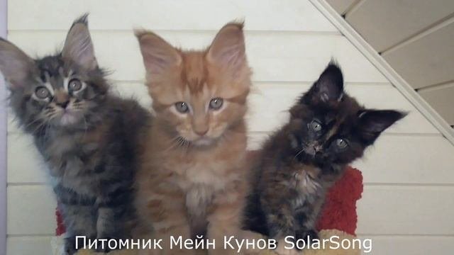 Котята Мейн Кун 2 месяца