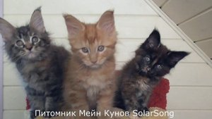 Котята Мейн Кун 2 месяца
