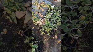 Ремонтантная клубника ANIA и Мурано. Сбор 29 октября. Сезон закончен. Почти...