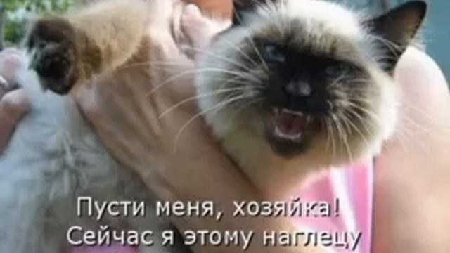 NC™'s Мемы и анекдоты выпуск 5 смотреть онлайн