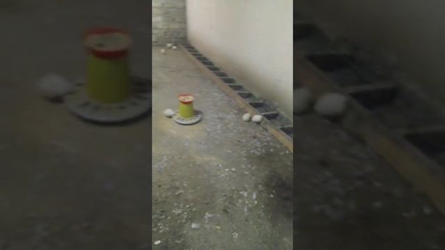 Перепел Техаский напольное разведение. смотреть онлайн