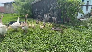 Гуси с гусятами и кряковые утки с утятами в загородке на прогулке