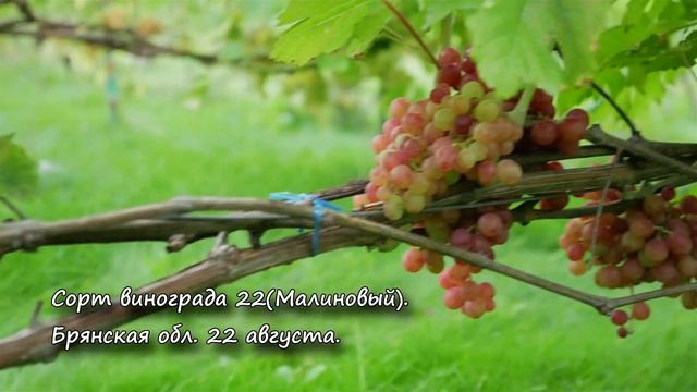 Сорт винограда 20-2 (малиновый). ? Описание сорта винограда 20-2 (малиновый). смотреть онлайн
