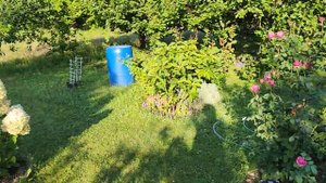 16.08.2023 г. Розы в саду. #СамантаБридл, #Тэльма, Хоровое общество, #ГрехемТомас и др. #розы #сад