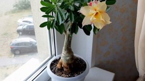 АДЕНИУМ. Коллекция редких адениумов #10. Адениумы Pink Moon variegated, Wealthy и Black Lover ll