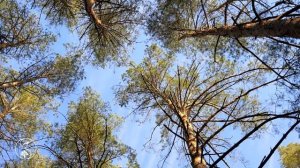 КРАСИВЫЙ Сосновый Лес Ранней Весной | Лесная Природа для Релаксации и Сна