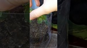 АХИМЕНЕСЫ. Перевалка (пересадка) ахименеса. Когда переваливать ахименес в больший горшок.