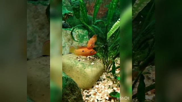 Удивительный мир рыб смотреть онлайн