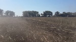 Т-150 на дисковке подсолнуха