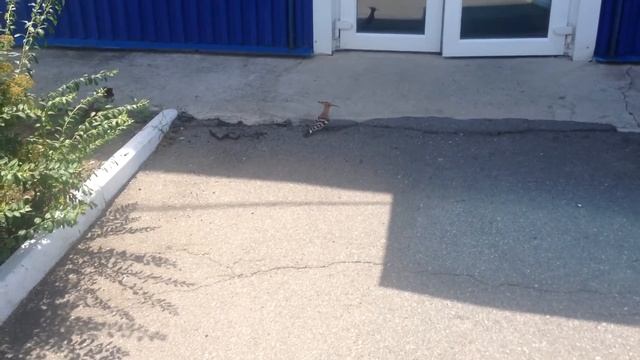 Как выглядит птица удод смотреть онлайн