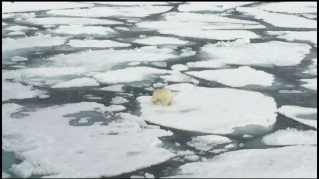 Белый медведь атакует тюленя смотреть онлайн