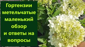 Гортензии метельчатые маленький обзор и ответы на вопросы