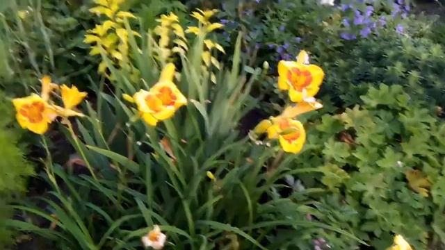 Лето Моя цветущая дача смотреть онлайн