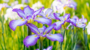 Вечерняя молитва от бронхита на русском языке