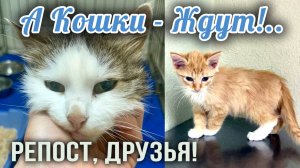 🐈🐱 А Кошки ищут дом❗❗ На передержке в клинике Дельта, РЕПОСТ, Друзья❗