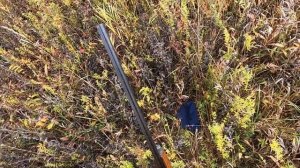 Охота с ирландским сеттером 2021г