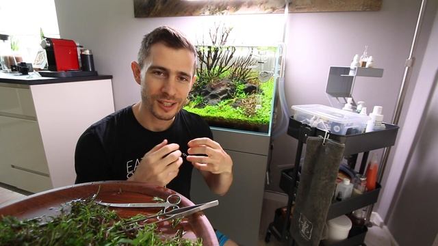 Carpeting plants maintenance - Micranthemum Monte Carlo and Marsilea crenata смотреть онлайн