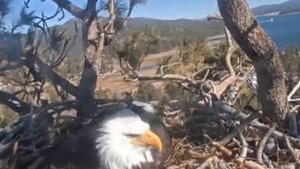 В гнезде белоголового орлана | In the nest of the bald eagle