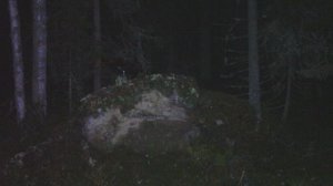Лесной хорек передвигается ночью_ФГБУ Нижне-Свирский заповедник