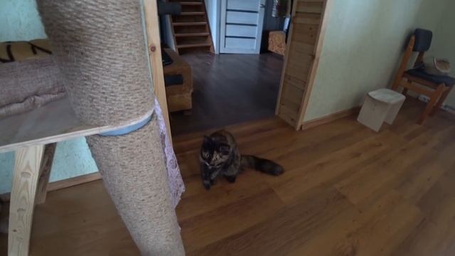 15 марта. Мы сделали это! Милкин прикол. смотреть онлайн