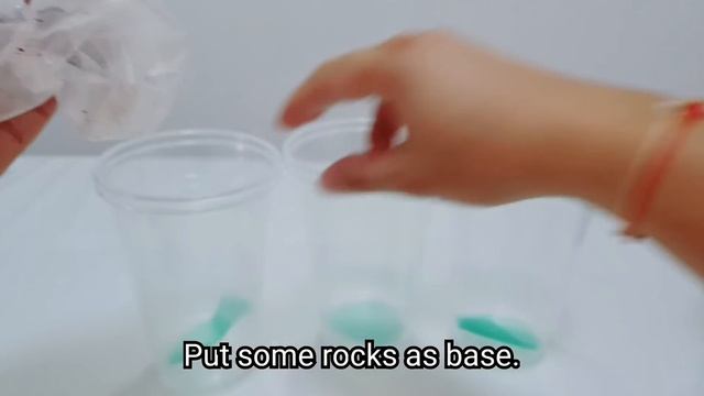 How to propagate cactus from cuttings: Opuntia Cactus