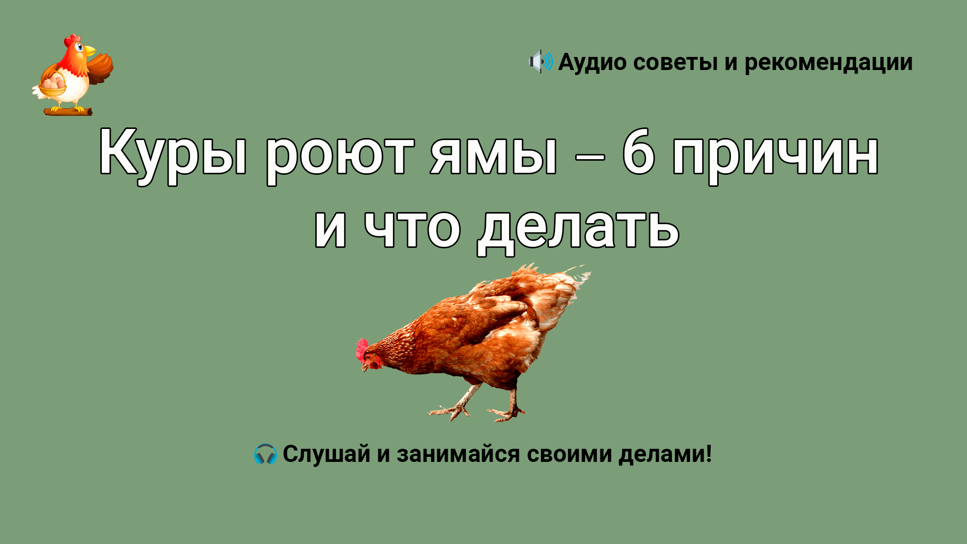 Куры роют ямы – 6 причин и что делать