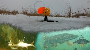 Здесь щуки НЕМЕРЕНО! Поставили камеры под лёд и были в ШОКЕ! Рыбалка на жерлицы.
