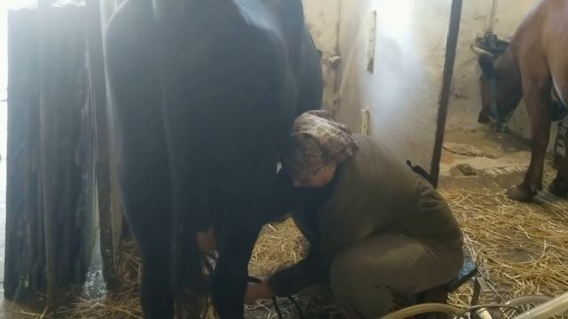 Обзор коровника Почему я не дою коров Убираем помощников смотреть онлайн