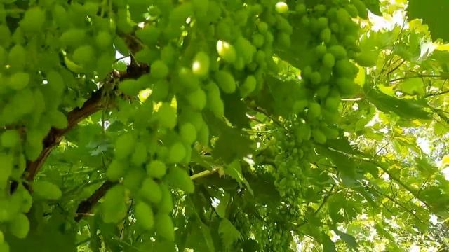Самая продуктивная Y-образная опора для винограда!ПРЕИМУЩЕСТВА!Advantages of Y- support for grapes.