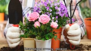 Когда обрезать ирисы после цветения