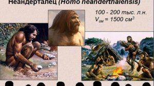 Эволюция человека презентация по биологии
