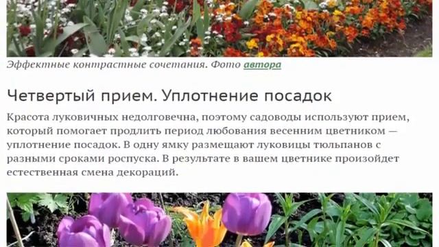 Цветники из луковичных Самые невероятные и затейливые приемы посадки смотреть онлайн