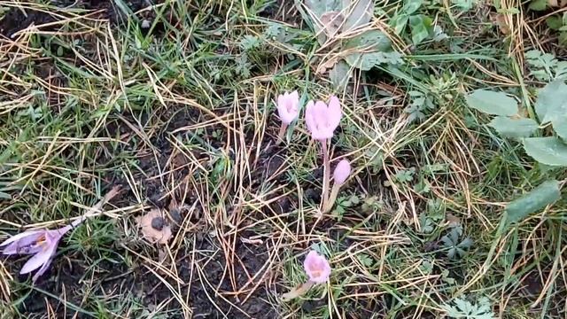 Осенний чудо цветок - Безвременник (колхикум, осенний крокус). Мои покупки! смотреть онлайн