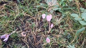 Осенний чудо цветок - Безвременник (колхикум, осенний крокус). Мои покупки!